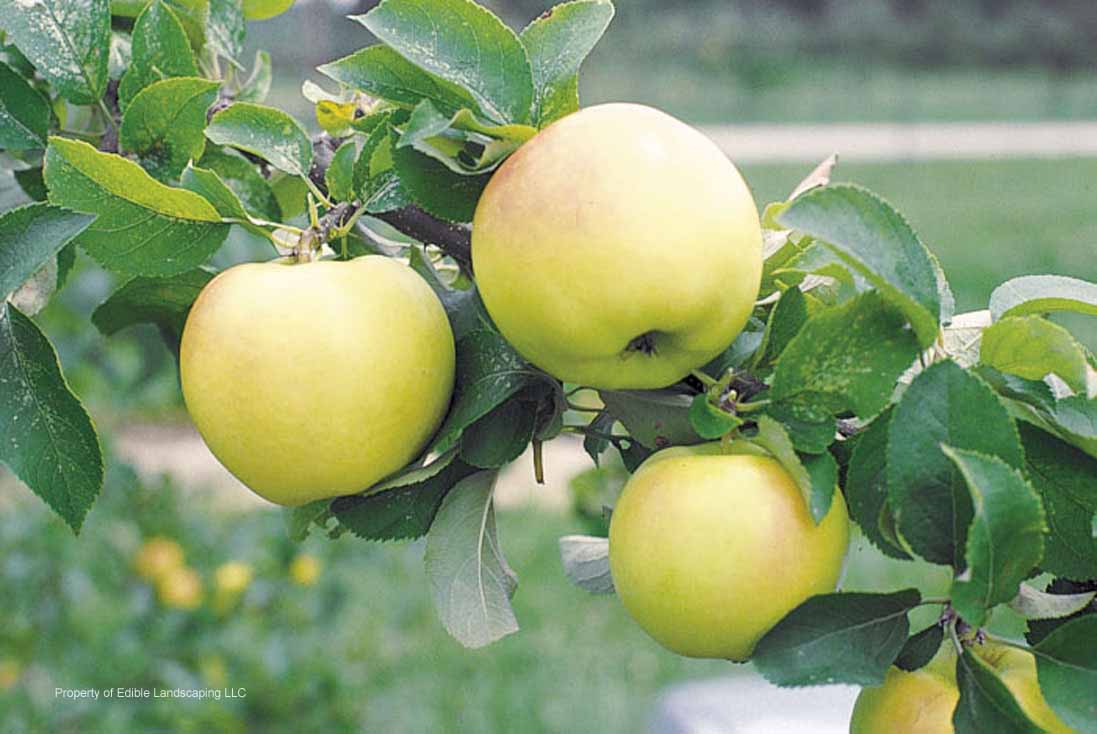 Apple Pristine Fruit